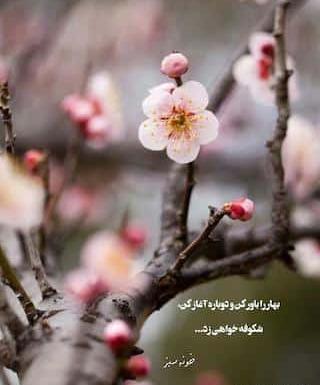 عکس نوشته امدن بهار