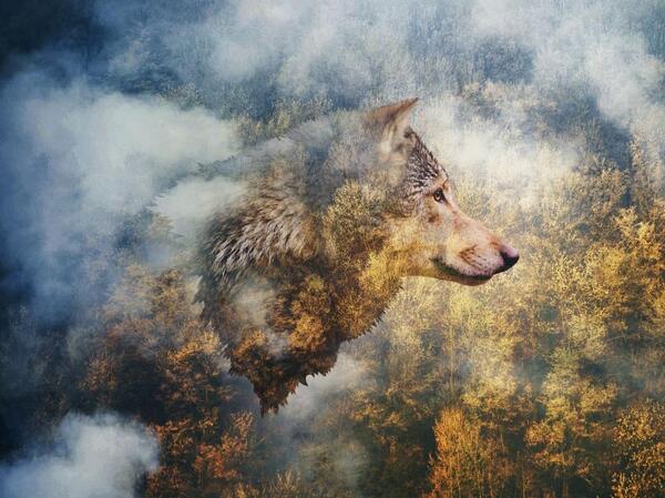عکس گرگ ترسناک برای تصویر زمینه