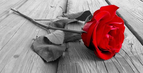 دانلود عکس گل رز قرمز عاشقانه