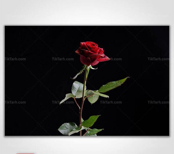 دانلود عکس گل رز قرمز عاشقانه