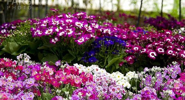 عکس گل های بهاری جدید
