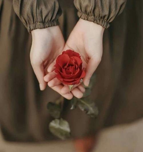 عکس تصویر زمینه گل رز قرمز