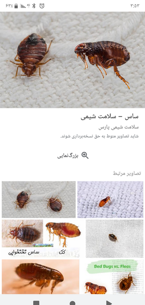 عکس عكس بچه ساس
