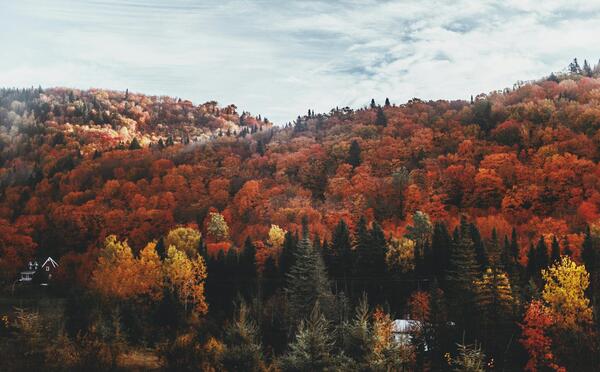 عکس جنگل پاییزی برای تصویر زمینه
