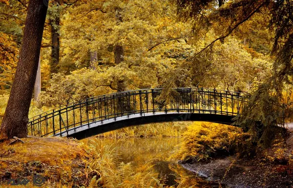 عکس جنگل پاییزی برای تصویر زمینه