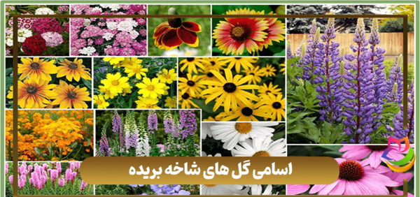 عکس گل ها با اسم