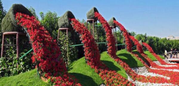 عکس گل های ایران