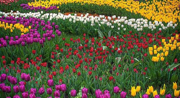 عکس گل های ایران