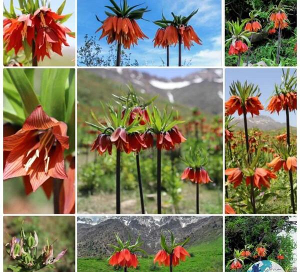 عکس گل های ایران