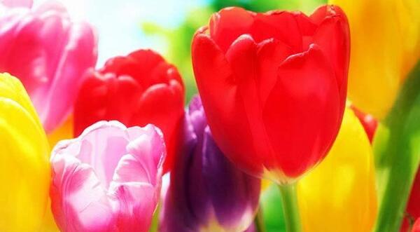 عکس گل های ایران