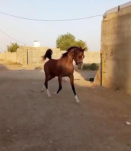 عکس اسب عربی قهوه ای