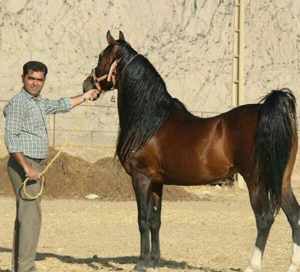 عکس اسب عربی قهوه ای
