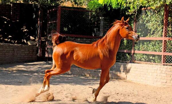 عکس اسب عربی قهوه ای