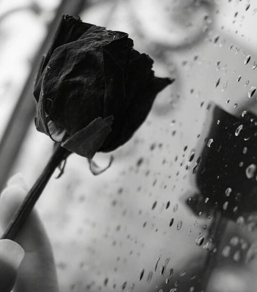 عکس پروفایل پسرانه با گل