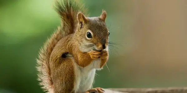 عکس بچه سنجاب ها