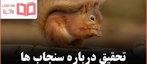 عکس بچه سنجاب ها