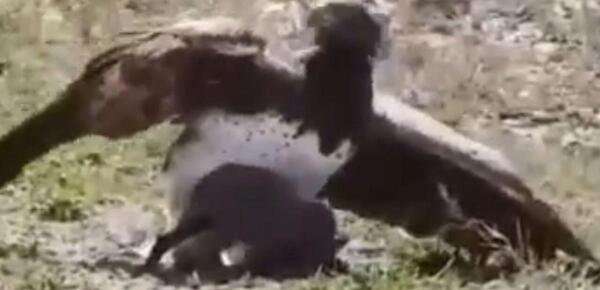عکس عقاب بچه گانه