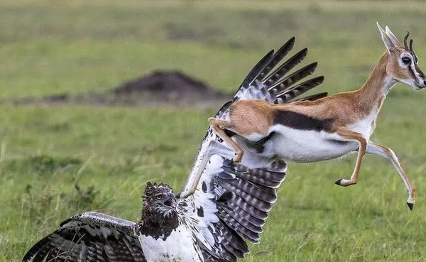 عکس عقاب بچه گانه