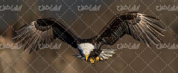 عکس عقاب بچه گانه