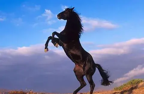 عکس اسب سفید و سیاه و قهوه ای