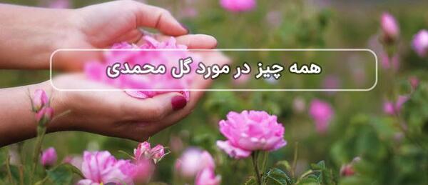 عکس گل محمدی صد برگ