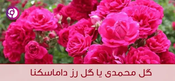 عکس گل محمدی صد برگ