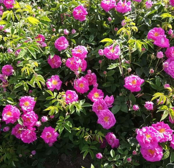 عکس گل محمدی صد برگ