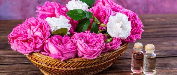 عکس گل محمدی صد برگ
