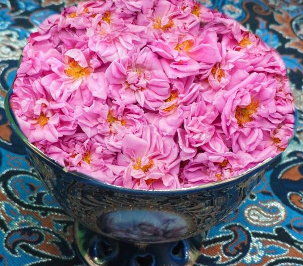عکس گل محمدی صد برگ