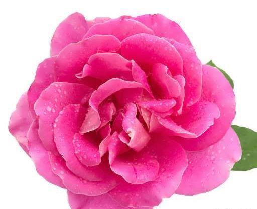 عکس گل محمدی صد برگ