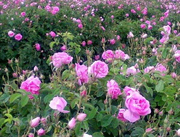 عکس گل محمدی صد برگ