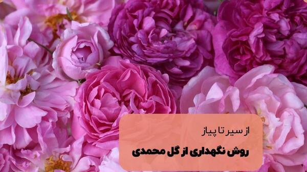 عکس گل محمدی صد برگ