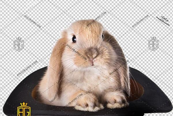 عکس خرگوش برای پروفایل ناز