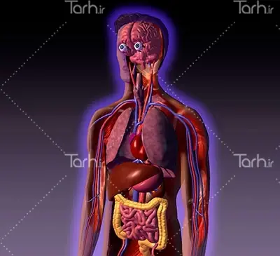 عکس تصویر آناتومی داخلی بدن انسان