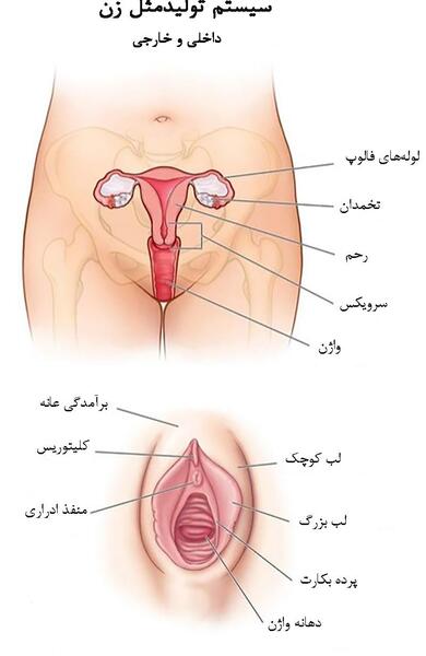 عکس تصویر آناتومی داخلی بدن انسان