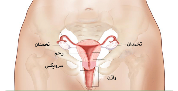 عکس تصویر آناتومی داخلی بدن انسان