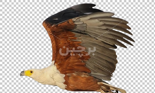 عکس تصویر زمینه ی عقاب