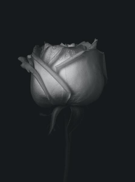 عکس تصویر زمینه سفید مشکی