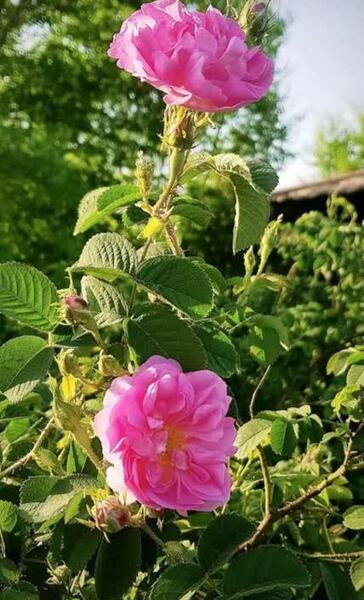 عکس تینا گل محمدی