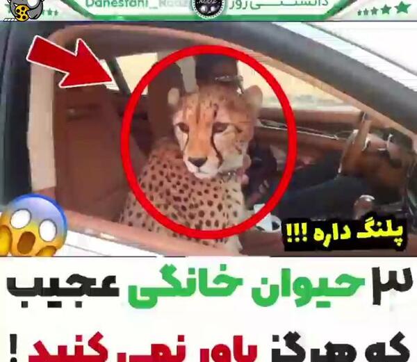 عکس حیوان خانگی ترسناک