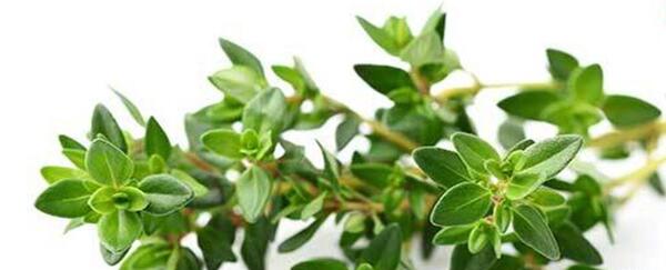 عکس گیاهان دارویی آویشن