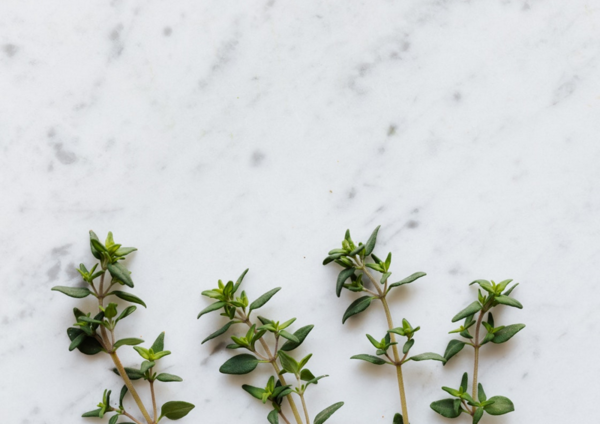 عکس گیاهان دارویی آویشن