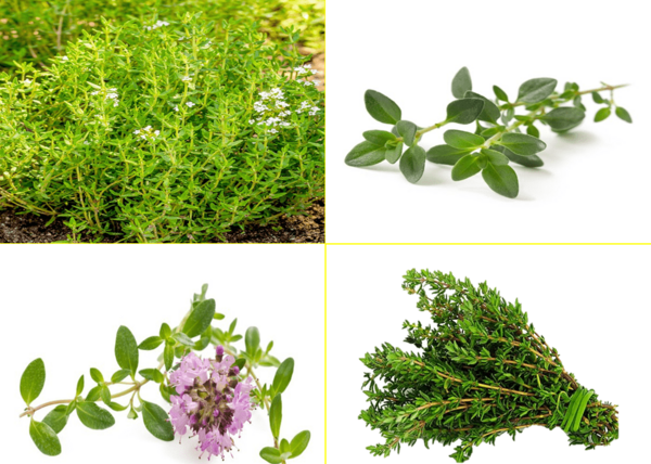 عکس گیاهان دارویی آویشن