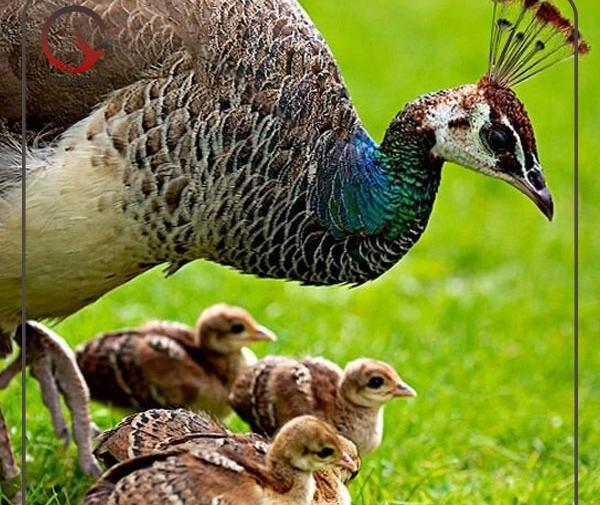 عکس طاووس سیاه اصیل ایرانی