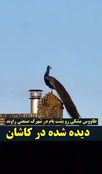 عکس طاووس سیاه اصیل ایرانی