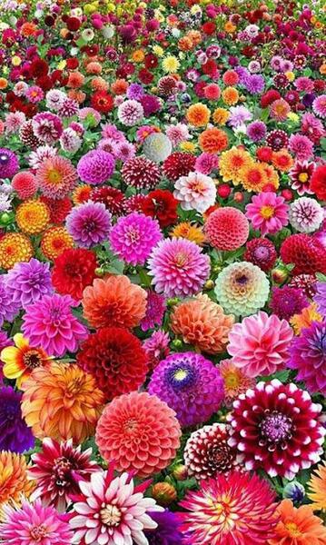عکس تصویر زمینه رنگارنگ زیبا