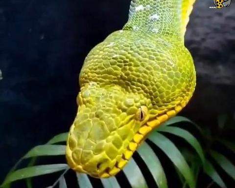 عکس مار ترسناک خنده دار