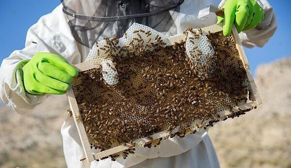 عکس هایی از عسل طبیعی
