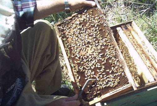 عکس هایی از عسل طبیعی