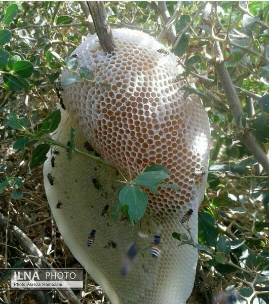 عکس هایی از عسل طبیعی
